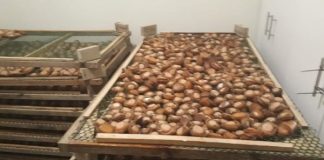 Foreign nationals arrested with abalone in Protea Park, Hermanus