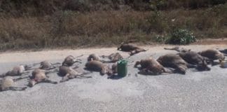 Poachers arrested with numerous wildlife species, Graskop