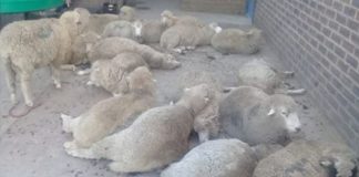 Stock thieves arrested with 17 sheep in their vehicle. Photo: SAPS