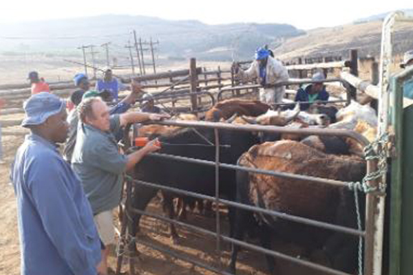 Stock theft, cross border operation with Lesotho yields results
