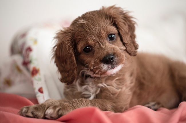A cute puppy.jpg