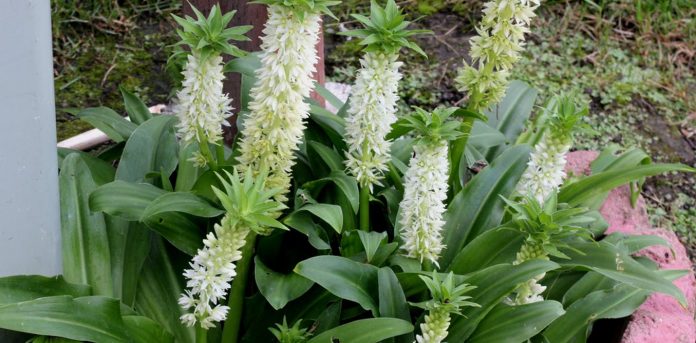 Eucomis autumnalis is more than just a plant - it could play a role in biomedical engineering. Gurcharan Singh/Shutterstock