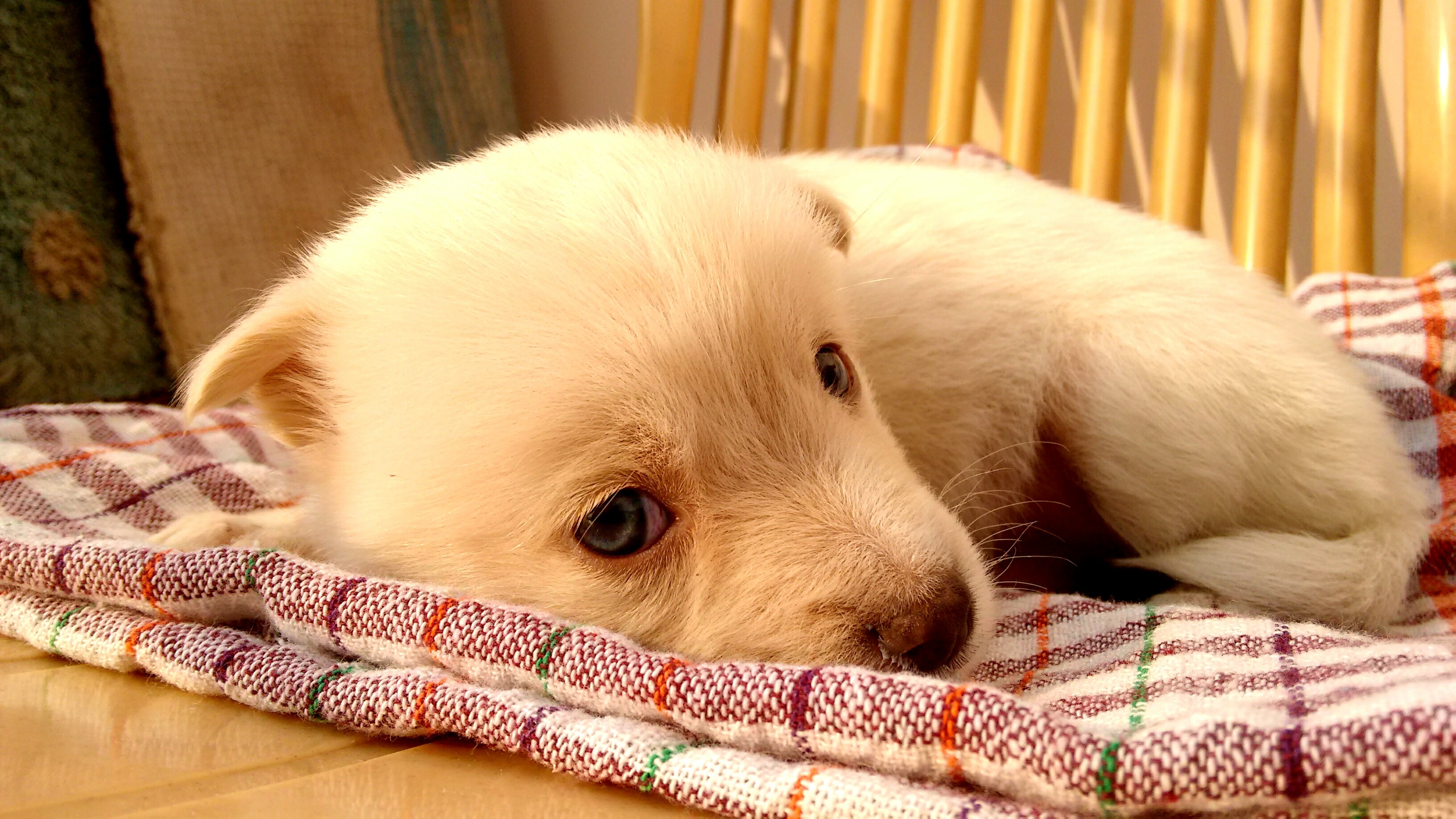 Puppy Sleep.jpg