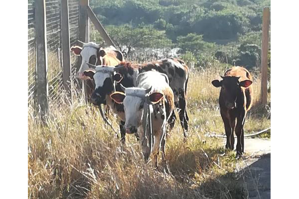 Stock Theft Cross Border Operation With Lesotho Yields Results South