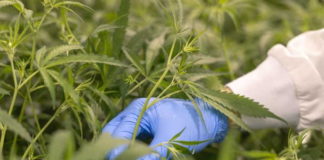 Cheeba Cannabis Academy Launches Grow Courses