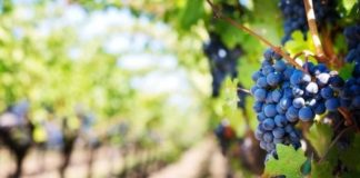 BEE totally destroys a prime grape farm in 10 years - De Doorns
