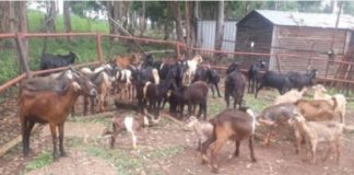 35 Suspected stolen goats recovered, Pietermaritzburg. Photo: SAPS