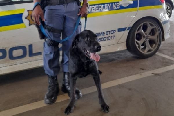 Kimberley K9 unit’s ‘Eddie’ sniffs out mandrax, suspect arrested
