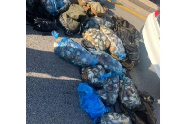 Poachers arrested with R720k worth of abalone, PE