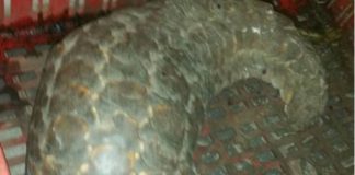Suspects with 2 pangolin skins arrested, Kimberley Suspects with 2 pangolin skins arrested, Kimberley