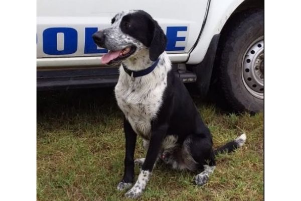 ‘K9 Bayley’ assists in the recovery of R300k worth of drugs, Grahamstown