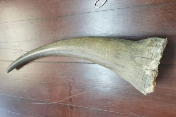 Two men arrested for possession of rhino horn, Port Elizabeth
