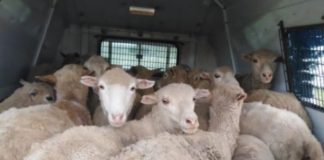 18 Stolen sheep recovered, Mount Fletcher. Photo: SAPS