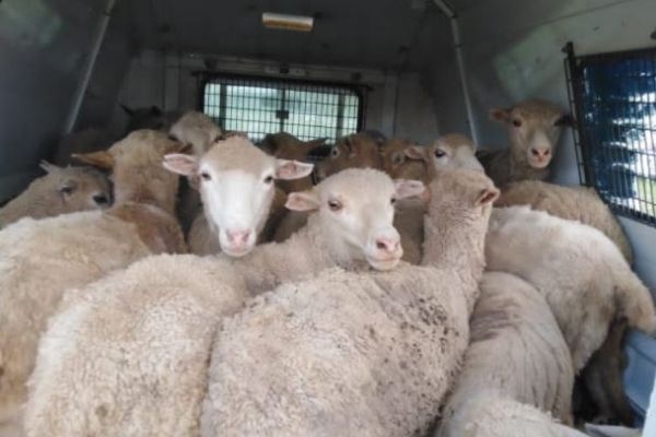 18 Stolen sheep recovered, Mount Fletcher 18 Stolen sheep recovered, Mount Fletcher