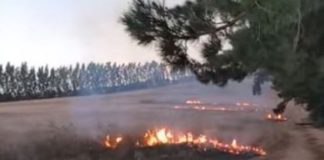 Why do people set farms alight? What is going to be done about it and by who? Why do people set farms alight? What is going to be done about it and by who?