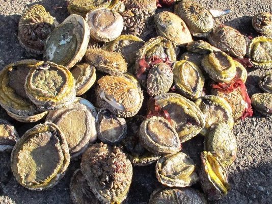 Racketeering, corruption and dealing in abalone, accused sentenced, CT