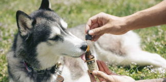 Benefits of CBD and Hemp on our loving pets