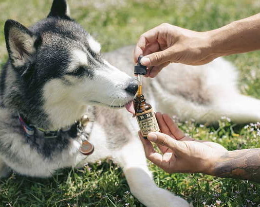 Benefits of CBD and Hemp on our loving pets