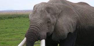 Six men arrested with elephant tusks, Durban Six men arrested with elephant tusks, Durban