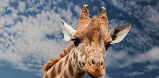 Aid to tourism and hospitality industry in Mpumalanga, FF Plus seeks urgent debate Aid to tourism and hospitality industry in Mpumalanga, FF Plus seeks urgent debate