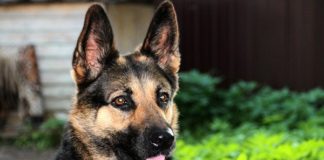 K9 units arrest 4, seize abalone and drugs, E Cape