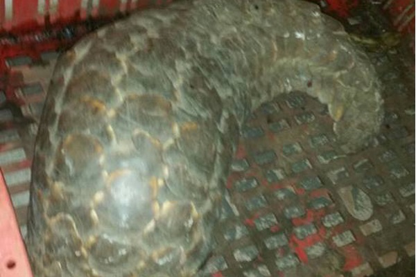 Six arrested for dealing in Pangolin Six arrested for dealing in Pangolin