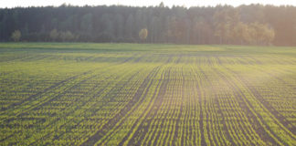 Minister of agriculture fails to act on blatant corruption claims