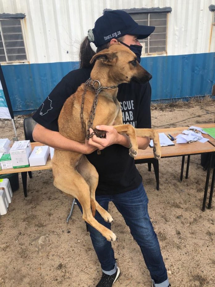 TEARS launches Break the Chains Campaign to combat improper chaining of dogs
