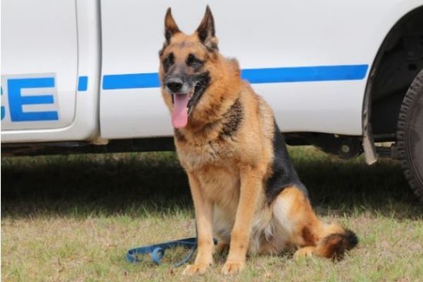 K9 ‘Cylo’ sniffs out housebreaker (13), Bluewater Bay