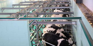 Government needs to remove restrictive regulations to allow the agricultural sector to grow