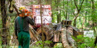 WWF-Romania Launches New Tool in Fight against Illegal Logging