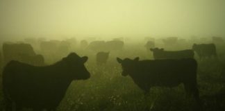 Neighbourhood watch arrests cattle thieves, Bultfontein farm Neighbourhood watch arrests cattle thieves, Bultfontein farm