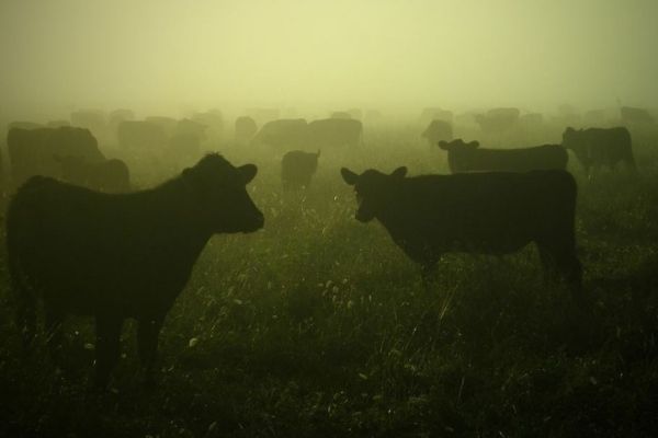 Neighbourhood watch arrests cattle thieves, Bultfontein farm Neighbourhood watch arrests cattle thieves, Bultfontein farm