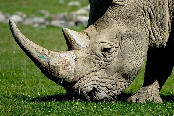 Anti-Poaching Team arrest 3 suspects with rhino horn