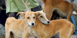 Bravecto helps animal welfare organisations through far-reaching #BravectoCares campaign