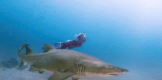 Pregnant South African freediver swims among pregnant sharks in the incredible Freediving Diaries finale