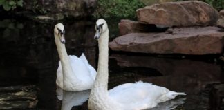 Crocworld welcomes two majestic new additions