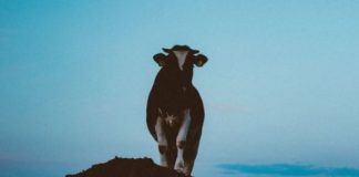 ‘Zululand Task Team’ and local farmers continue fight against stock theft ‘Zululand Task Team’ and local farmers continue fight against stock theft