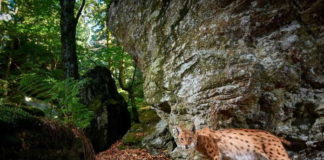 International Lynx Day: Celebrate the Biggest Wild Cat in Europe