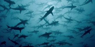Sharkfest 2021 swims onto South African TV screens this July