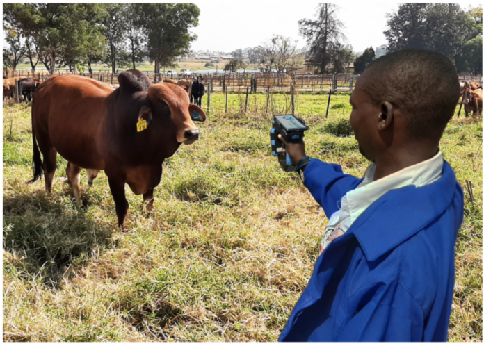 E-Livestock Global Launch Mastercard Blockchain-Based Solution To Bring Visibility To The Cattle Industry In Zimbabwe