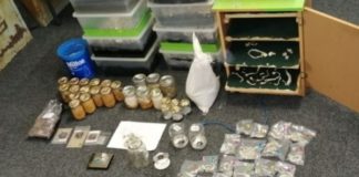 K9 sniffs out magic mushrooms: Knysna lab raided, drug dealer arrested. Photo: SAPS