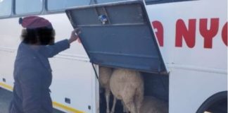7 Sheep recovered in passenger bus, Mount Fletcher. Photo: SAPS
