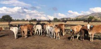 24 Cattle stolen from a farm in Utrecht recovered, 5 arrested. Photo: SAPS
