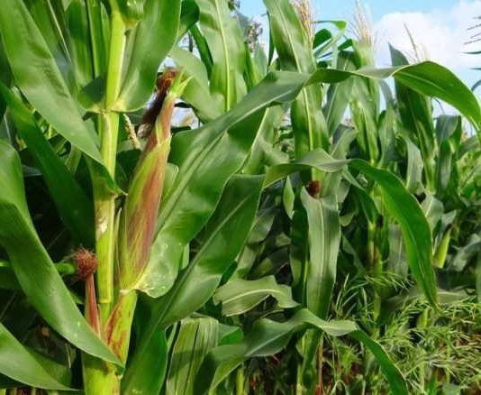 An adequate zinc supply in maize plants maintains high pollen viability and a sufficient carbohydrate source