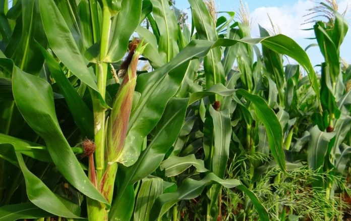 Zinc fertilisers are essential to boost cereal-crop yield