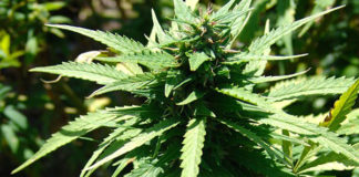Hydroponic cannabis laboratory raided, Mitchells Plain