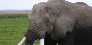 Man sentenced for possession of elephant ivory worth over R1 million