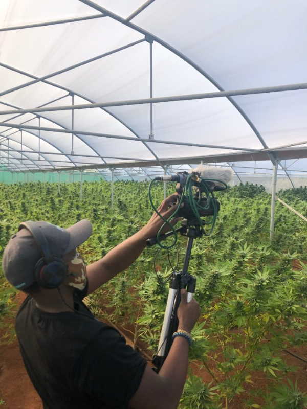 Craft Cannabis TV programming to reach mainstream African audiences on DSTV Craft Cannabis TV programming to reach mainstream African audiences on DSTV