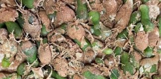 R100k worth of protected plant species recovered, Pofadder R100k worth of protected plant species recovered, Pofadder